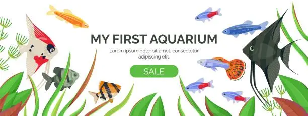 Vector illustration of Horizontal banner with various aquarium fish and algae on a white background with space for text.