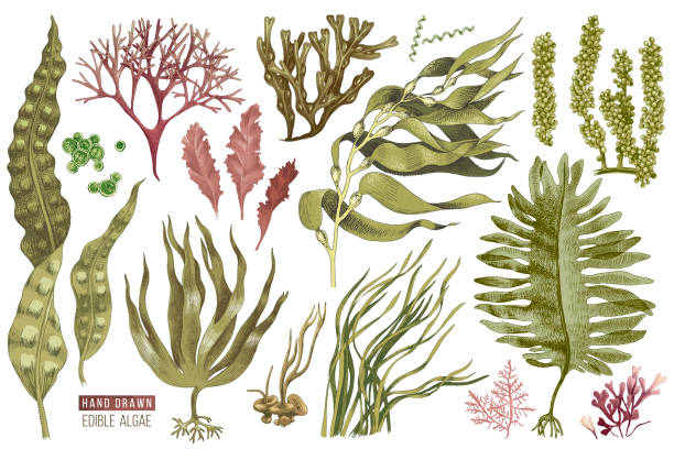Hand drawn edible algae Hand drawn colorful edible algae set. 13 different plants. Vector illustration seaweed stock illustrations