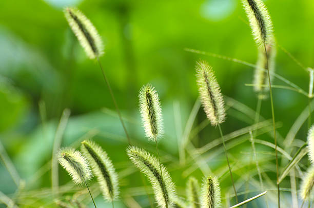 istock Beauty in nature 181146037