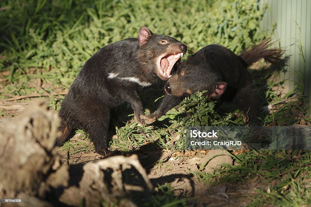 Tasmanischer Beutelteufel - Lizenzfrei Beißen Stock-Foto