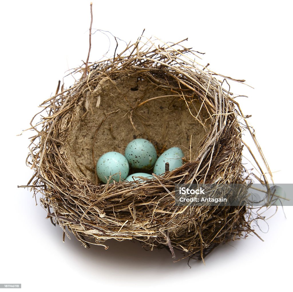 Bird "s nest - Foto de stock de Nido de animal libre de derechos