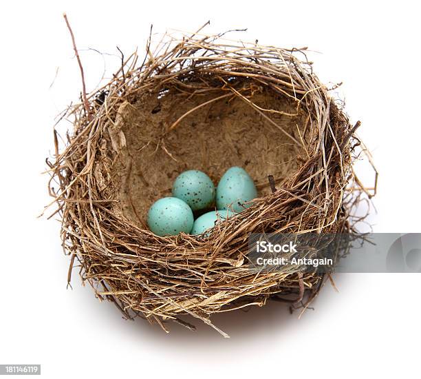 Birds Nest Stockfoto und mehr Bilder von Araucana-Ei - Araucana-Ei, Nest, Vogelnest