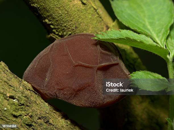 Photo libre de droit de Juive De Champignon Oreilles banque d'images et plus d'images libres de droit de Arbre - Arbre, Bois, Champignon