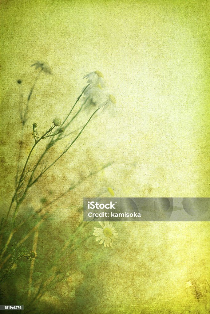 Vintage Wildflowers – Marguerites Aging Process Stock Photo