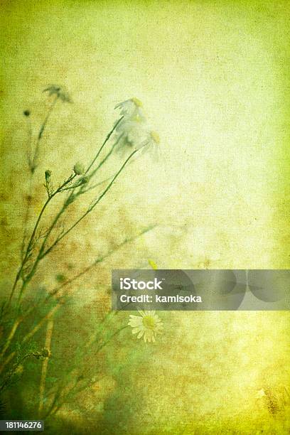 Vintage Wildflowers Marguerites Stock Photo - Download Image Now - Aging Process, Agricultural Field, Ancient