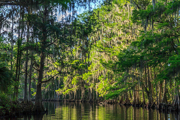 istock Morning comes to Shingle Creek 181146305