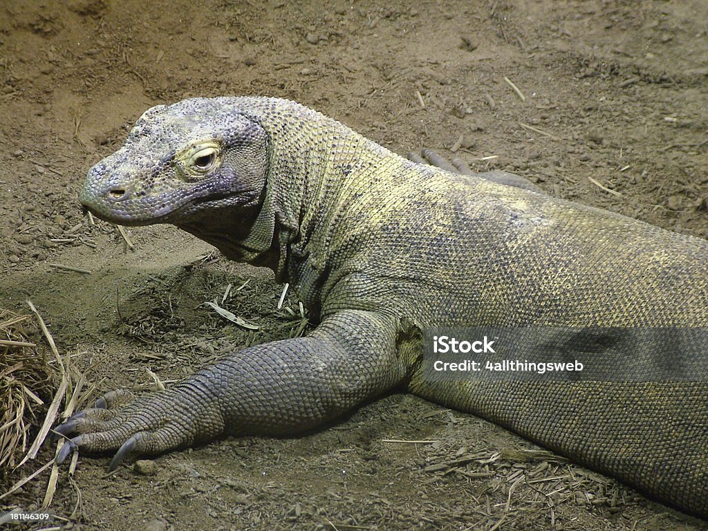 Komodo Dragon - Lizenzfrei Echse Stock-Foto