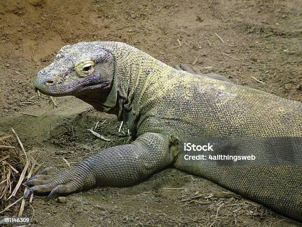 Komodo Dragon Stockfoto und mehr Bilder von Echse - Echse, Fotografie, Groß