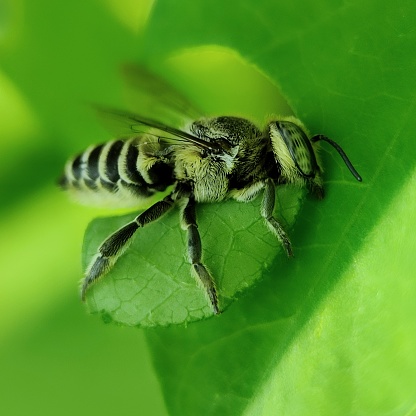 A leafcutter bee is cutting leaves to make a nest