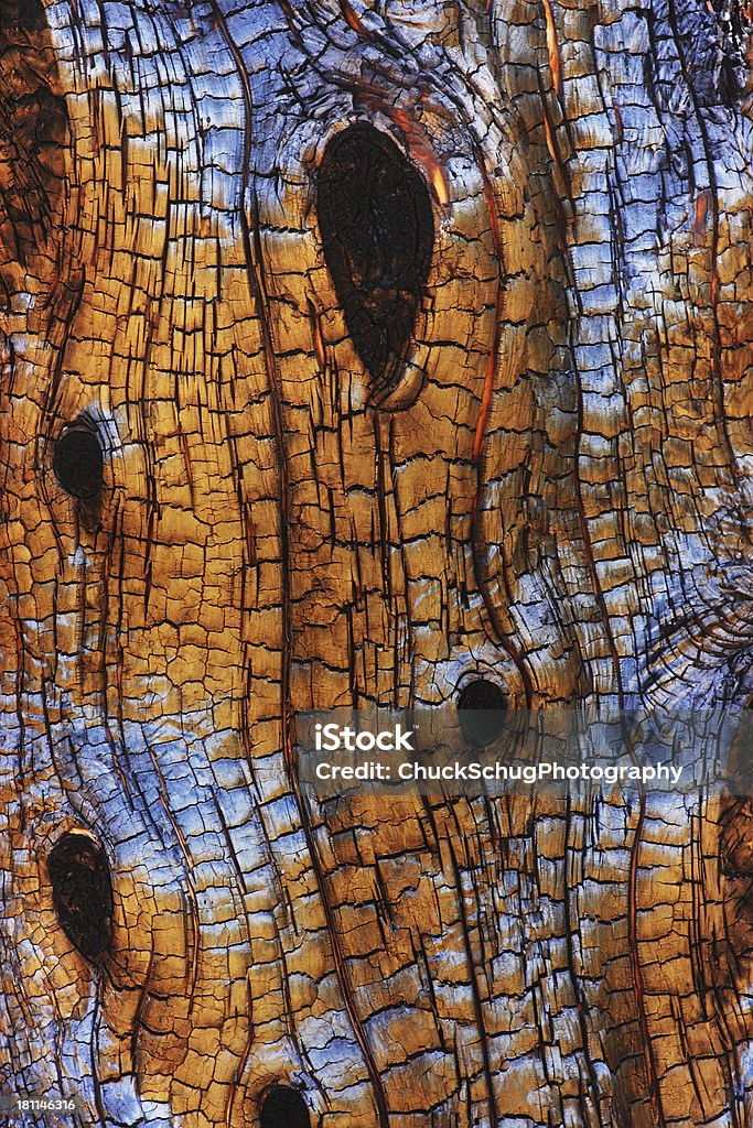 バーントジュニパーの樹皮篩部模様 - でこぼこのロイヤリティフリーストックフォト