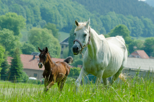 Asil Arabian mare (Asil means - this arabian horses are of pure egyptian descent) and her foal - about 14 days old in gallop on meadow. 