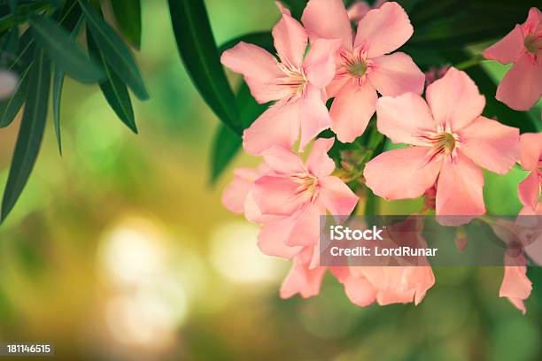 Tropical Flowers In Bloom Stock Photo - Download Image Now - Oleander, Caribbean, Flower