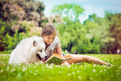 Little girl with her samoyed dog outdoors