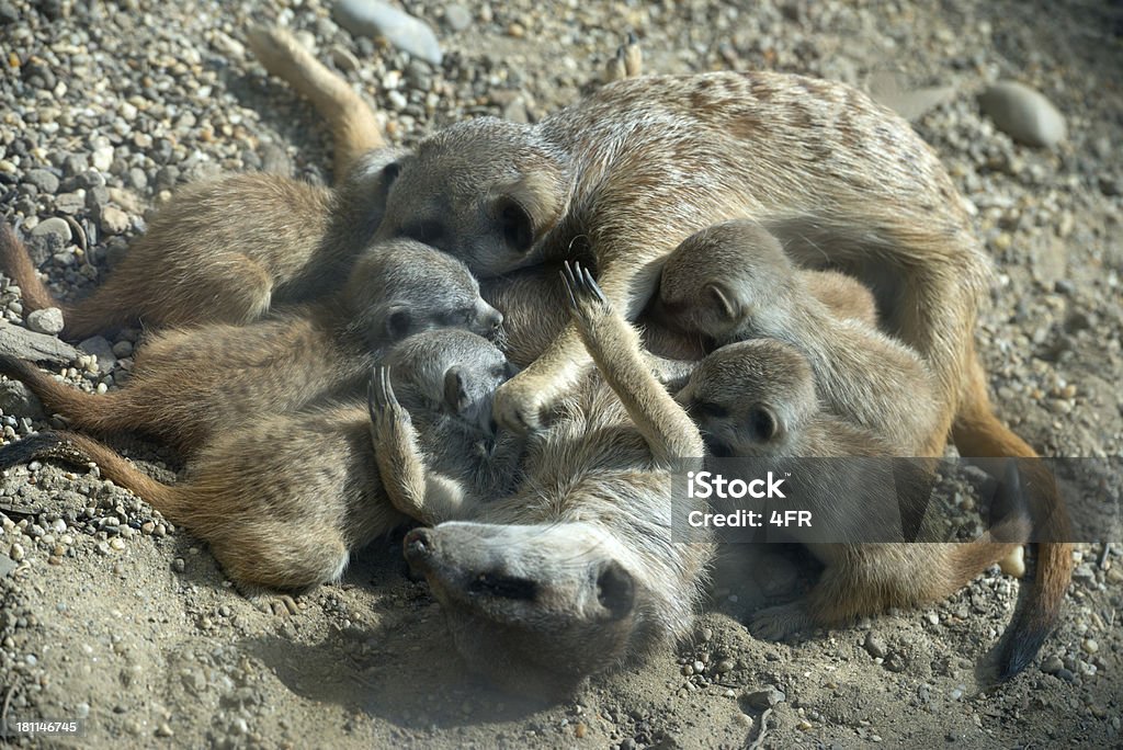 Suricata familia - Foto de stock de Acostado libre de derechos