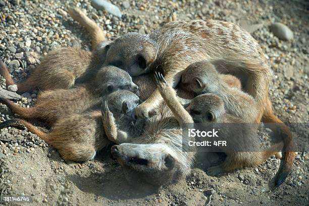 Suricata Familia Foto de stock y más banco de imágenes de Acostado - Acostado, Alimentar, Animal