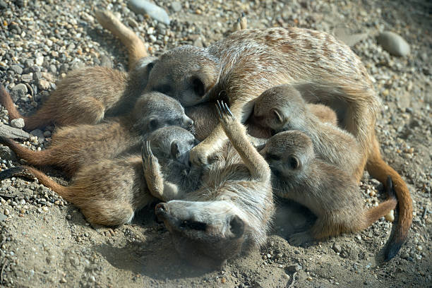 Baby meerkats playing with mother in Melbourne zoo Australia
