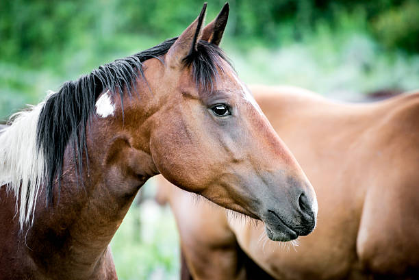 istock Portrait of a Horse 181146759