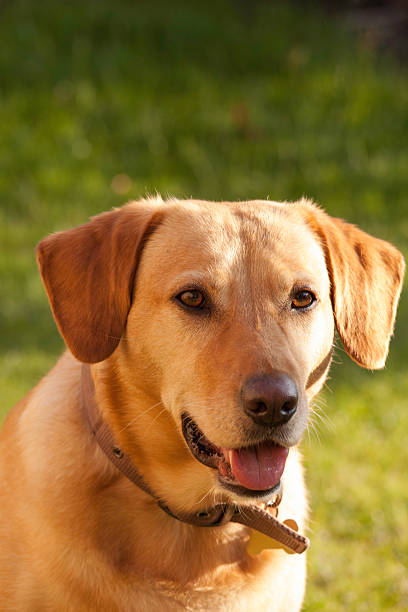 istock Healthy looking dog in warm evening sunlight. 181146771