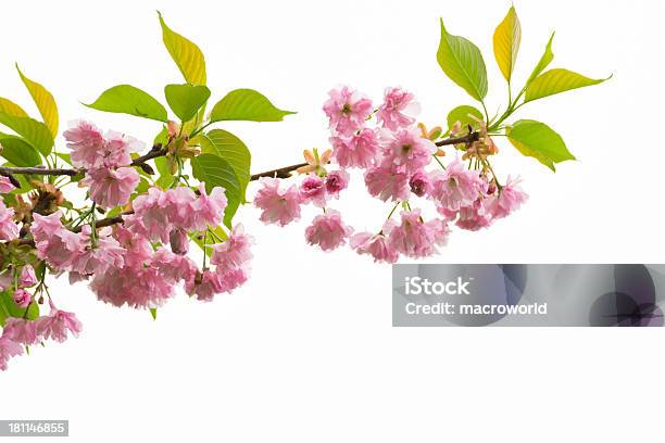 Kirschblüte Isoliert Auf Weissxxxl Stockfoto und mehr Bilder von Ast - Pflanzenbestandteil - Ast - Pflanzenbestandteil, Aufnahme von unten, Baum