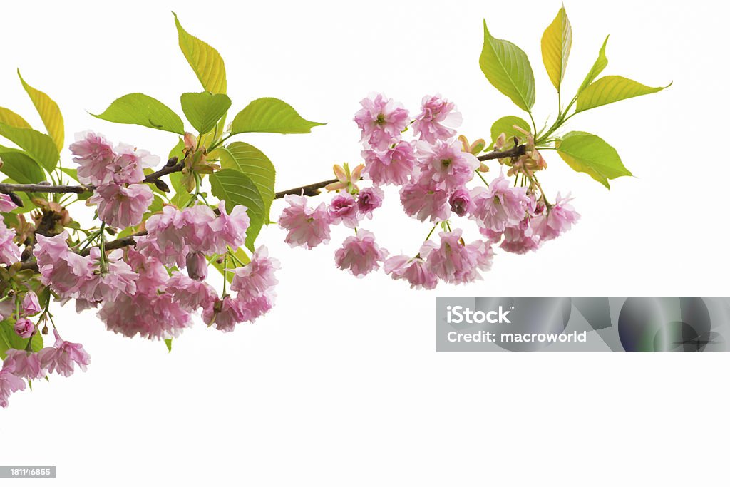 벚꽃 흰색 바탕에 그림자와-XXXL - 로열티 프리 0명 스톡 사진