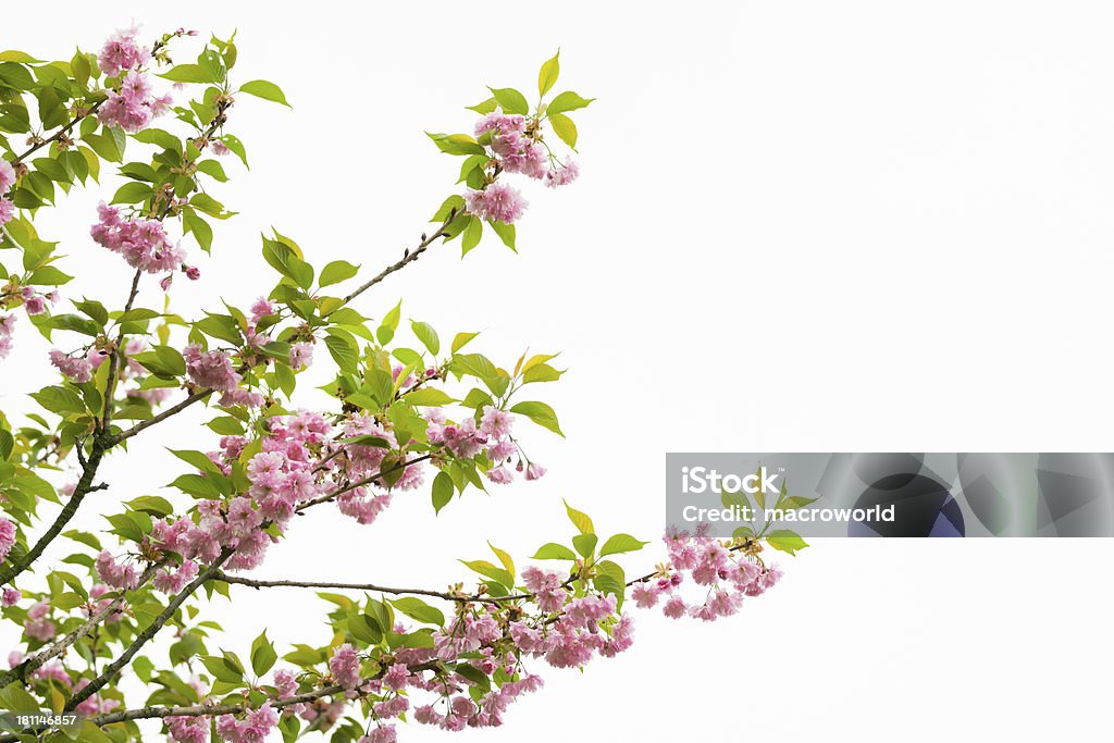 Kirschblüte isoliert auf weiss-XXXL - Lizenzfrei Ast - Pflanzenbestandteil Stock-Foto
