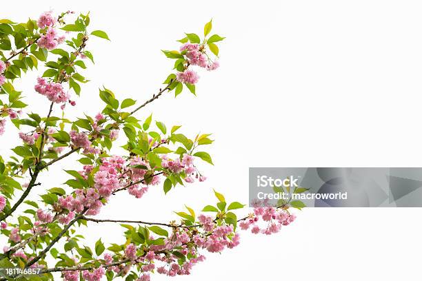 Kirschblüte Isoliert Auf Weissxxxl Stockfoto und mehr Bilder von Ast - Pflanzenbestandteil - Ast - Pflanzenbestandteil, Aufnahme von unten, Baum