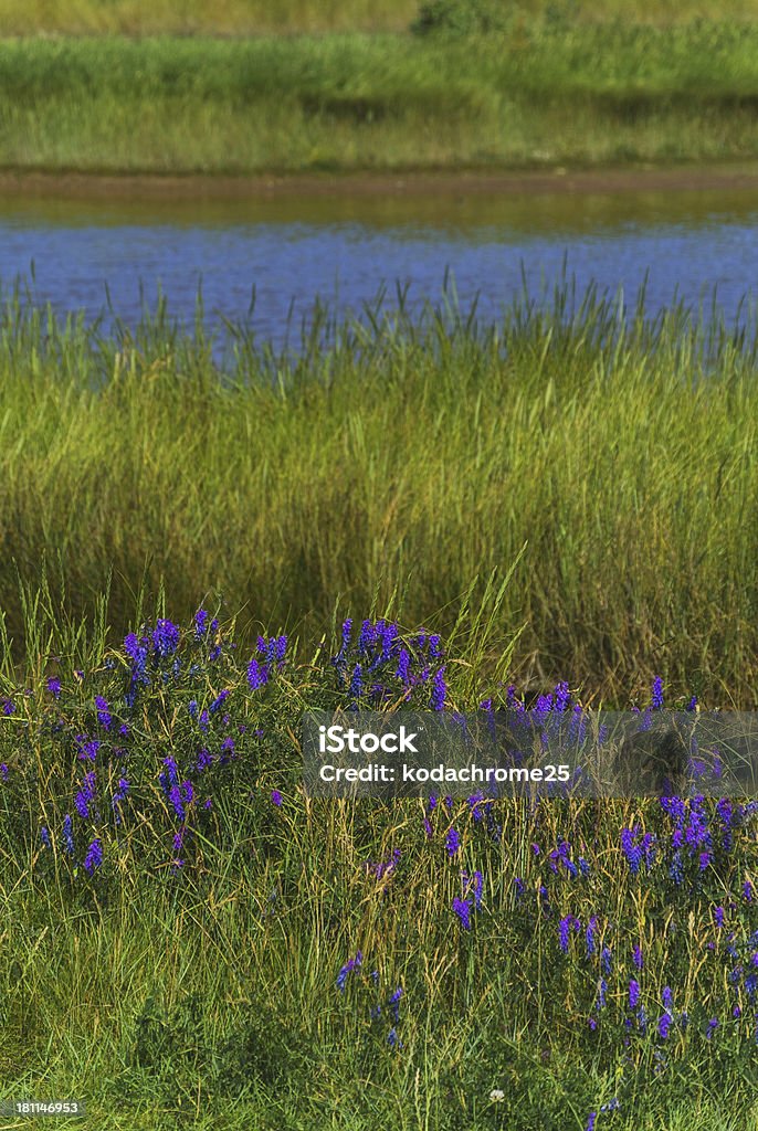 country park - Foto stock royalty-free di Acqua