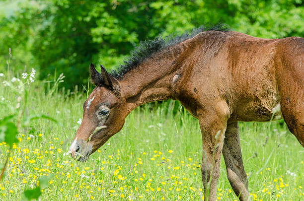 Asil Arabian mare (Asil means - this arabian horses are of pure egyptian descent) and her foal - about 14 days old