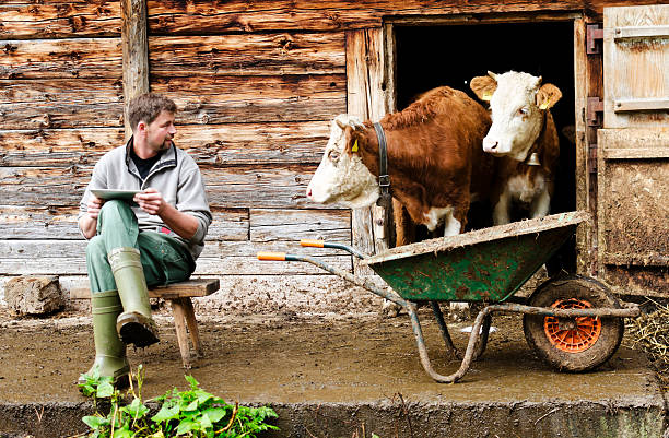 agricultor ao lado de gado suíço com tablet digital - farmer color image photography switzerland - fotografias e filmes do acervo