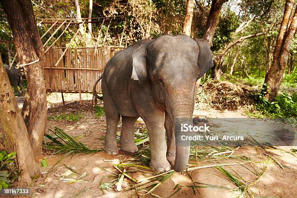 Prigionieri Thai Elefante Catena Ad Albero - Fotografie stock e altre immagini di Addomesticato - Addomesticato, Albero, Albero tropicale