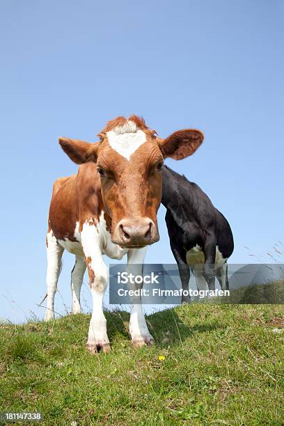 Корова — стоковые фотографии и другие картинки Альгой - Альгой, Бавария, Большая группа животных