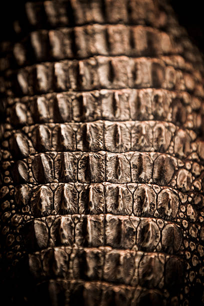 istock Salt water Crocodile skin 181147391