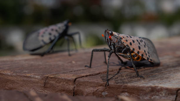 Close-up of a lantern fly, Lycorma delicatula, on a piece of wood with put of focus background. stock photo