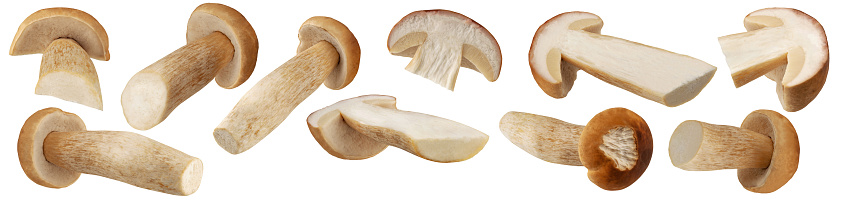 Boletus mushroom collection isolated on white background. Cep, Porcini mushrooms, forest mushrooms. Package design element.