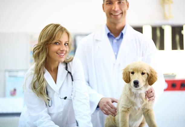 istock Vets with healthy dog 181147451