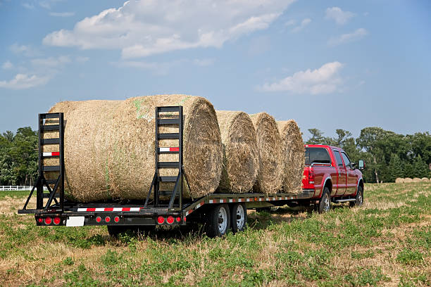 istock Hay Bales Loaded on Trailer 181147454