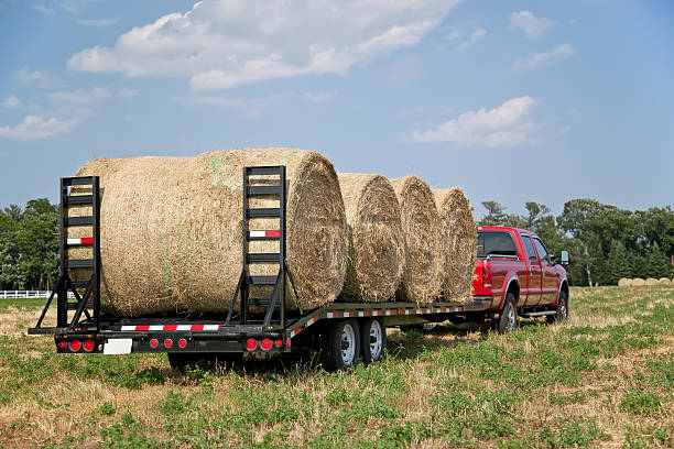 Hay Bales Loaded on Trailer stock photo