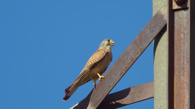 Bird - Common Kestrel ( Falco tinnunculus ) sits and hides in a high-voltage power transmission line support on a sunny summer morning.