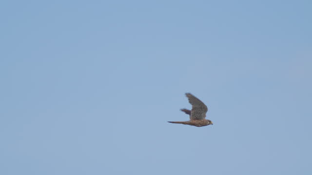 Bird - Common Kestrel ( Falco tinnunculus ) in flight on a sunny summer morning.