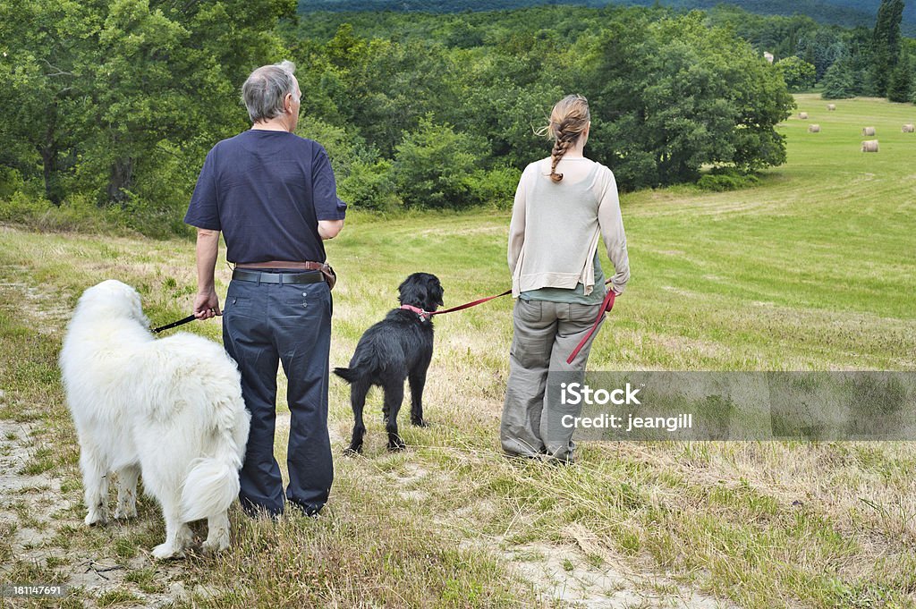 Пара ходить собак в сельской местности с Сено bales - Стоковые фото Пиренейская горная собака роялти-фри