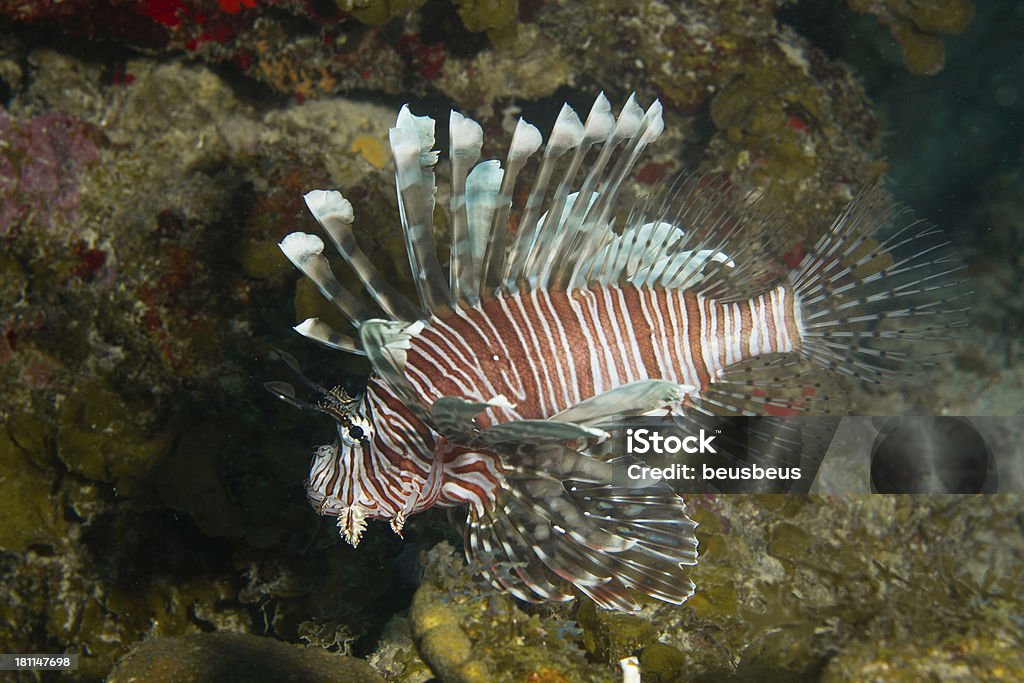 pez león - Foto de stock de Arrecife - Fenómeno natural libre de derechos