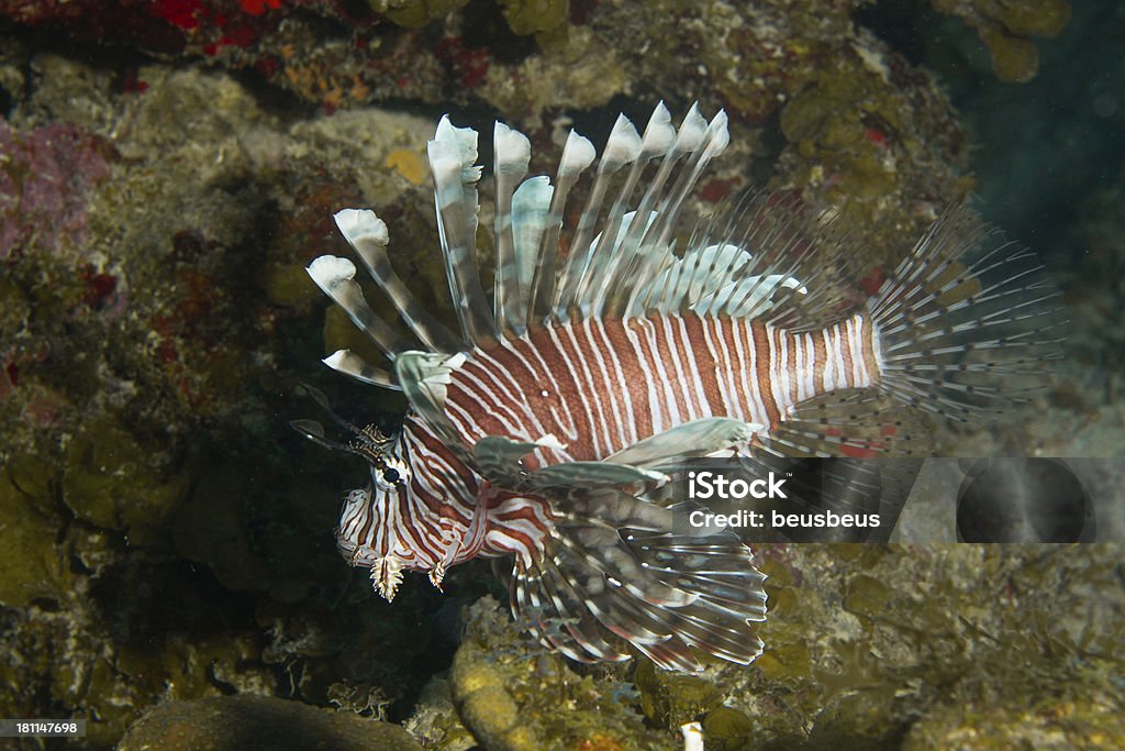 Lionfish - Foto stock royalty-free di Barriera corallina