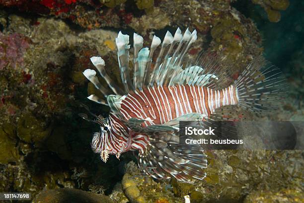 Lionfish - Fotografie stock e altre immagini di Barriera corallina - Barriera corallina, Caraibi, Clima tropicale