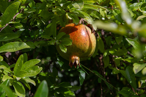 A large ripe pomegranate, cracked from juice, right on the branch