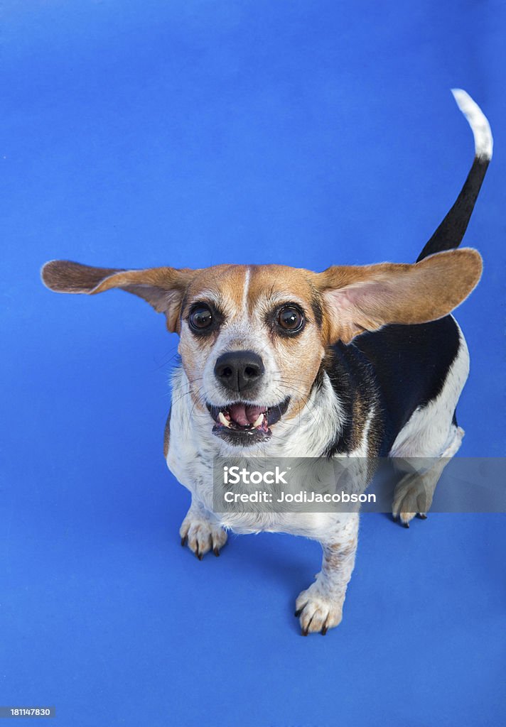 Beagle cão com orelhas de voo - Foto de stock de Animal royalty-free