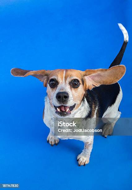 Foto de Beagle Cão Com Orelhas De Voo e mais fotos de stock de Animal - Animal, Animal de estimação, Azul