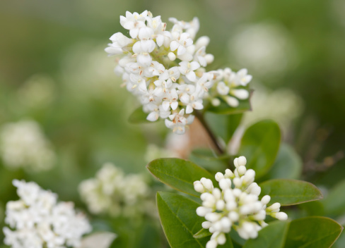 Semi-deciduous shrub, 1-3m tall, densely branched with smooth greyish bark. Leaves lanceolate, thin untoothed, short stalked. Flowers white, 4-6mm, in dense pyramidal panicles, fragrant. Fruit a berry, 6-8mm, shiny black when ripe.