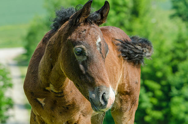 asil 아라비아 말이었습니다-망아지 세로는 - asil arabian horse 뉴스 사진 이미지