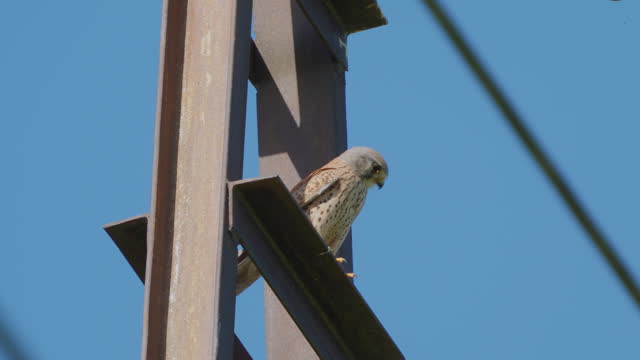 Bird - Common Kestrel ( Falco tinnunculus ) sits and hides in a high-voltage power transmission line support on a sunny summer morning.