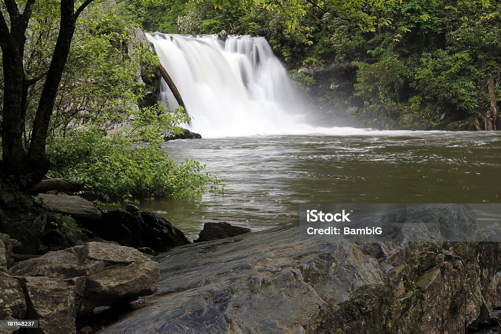 cascade - Photo de Arbre libre de droits